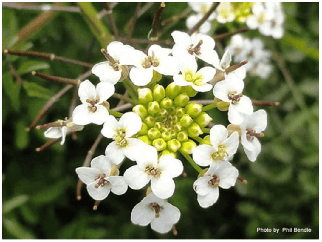 Watercress: Its Historical Uses