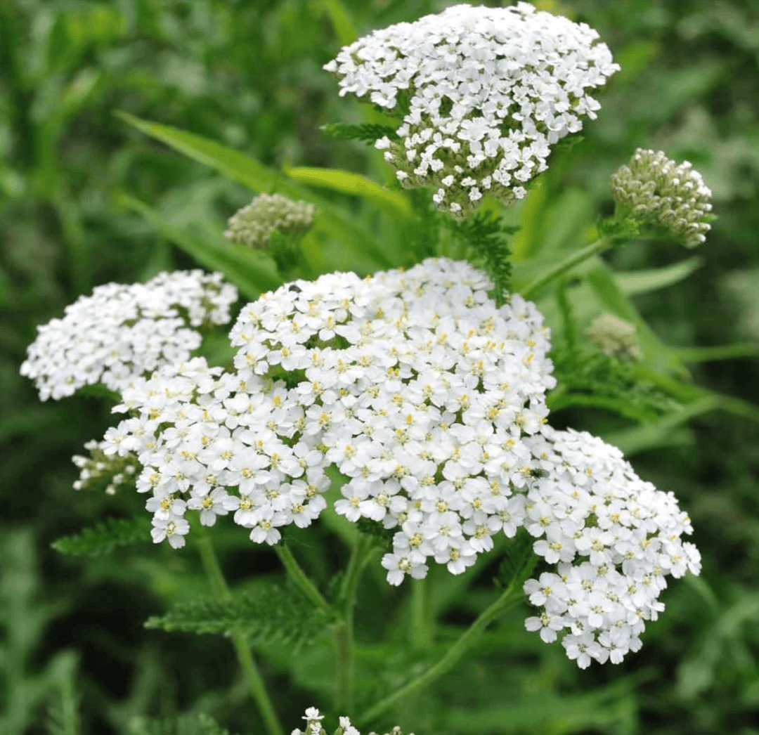 Yarrow: The Wound Healer & Venusian Powerhouse