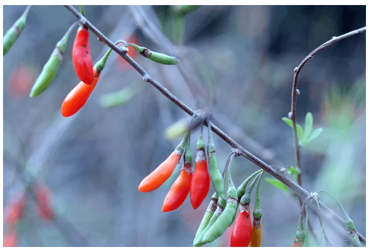 Goji Berry: The Antioxidant Super Berry