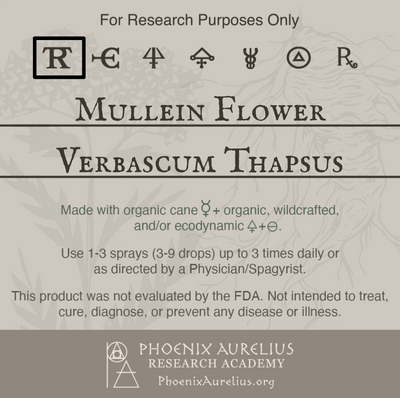 Mullein-Flower-Spagyric-Tincture-aurelian-spagyria