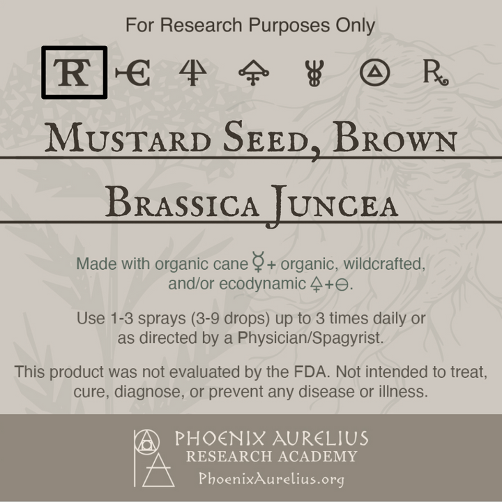 Mustard-Seed-Brown-Spagyric-Tincture-aurelian-spagyria