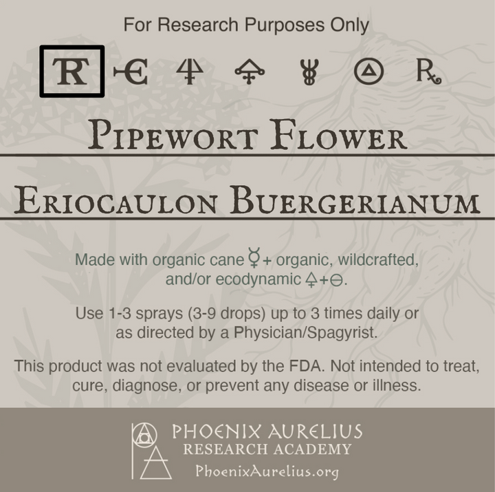 Pipewort-Flower-Spagyric-Tincture-aurelian-spagyria