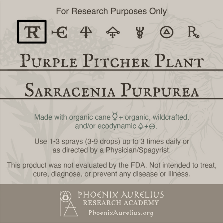 Purple-Pitcher-Plant-Spagyric-Tincture-aurelian-spagyria